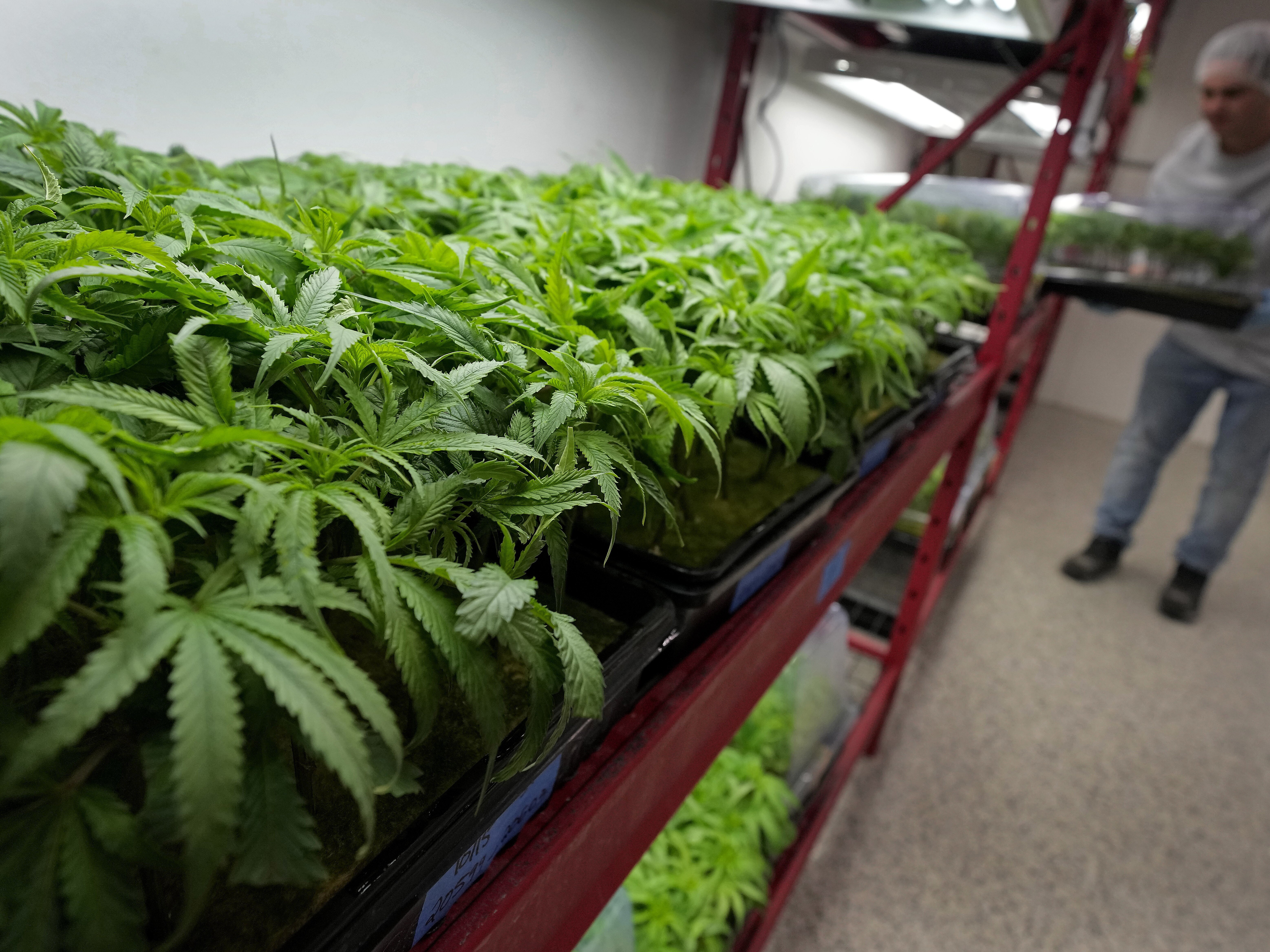 caption: Michael Stonebarger sorts young cannabis plants at a marijuana farm in Grandview, Mo., in 2022. President Trump set the process in motion to ease federal restrictions on marijuana. But his order doesn't automatically revoke laws targeting marijuana, which remains illegal to transport over state lines.