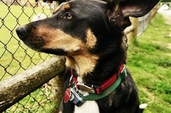caption: Ranger, the dog, came to live at Sammamish Animal Sanctuary 
