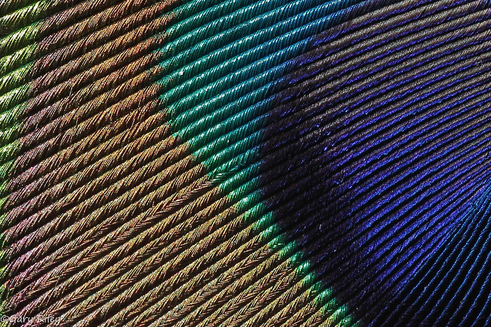 caption: Closeup of a peacock feather.