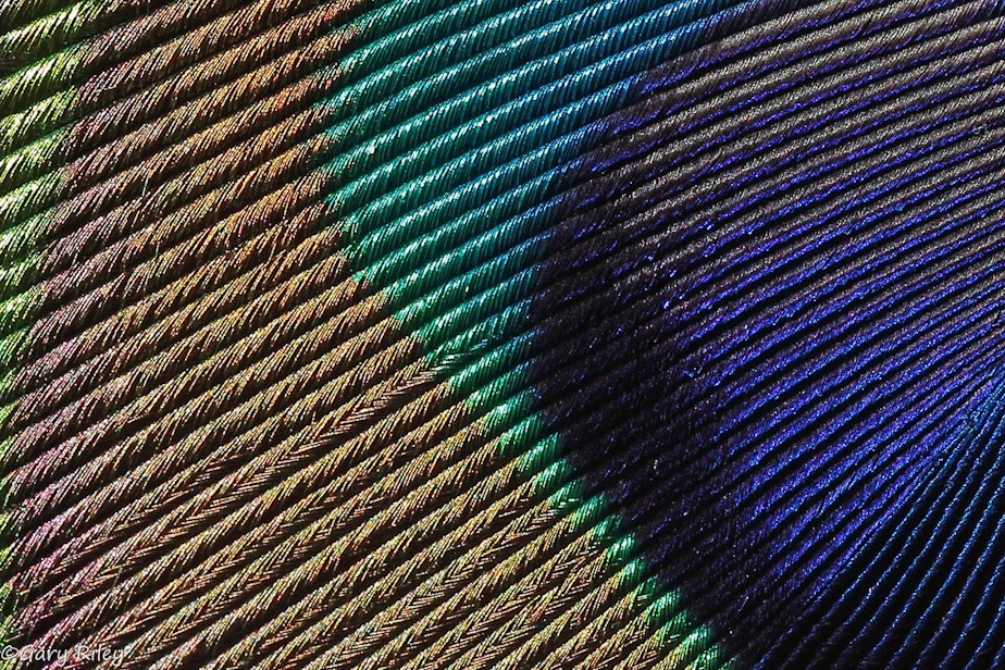 caption: Closeup of a peacock feather.