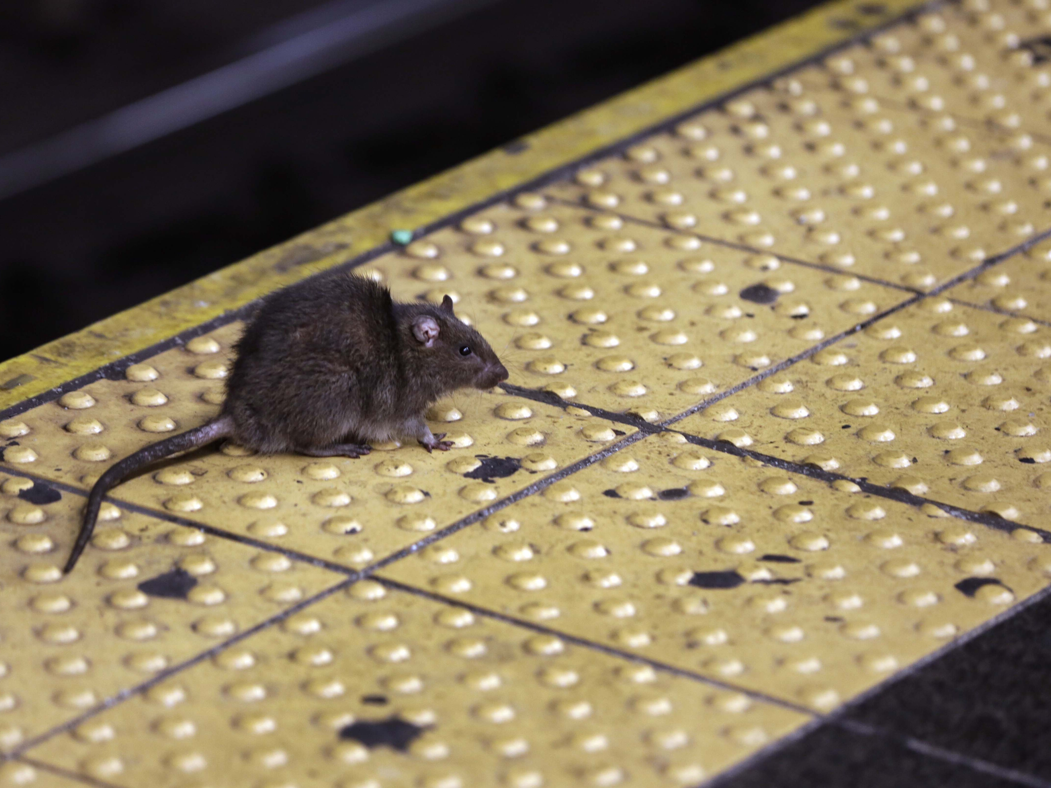 caption: Winters are warming around the country, which gives rats more of an opportunity to search for food.