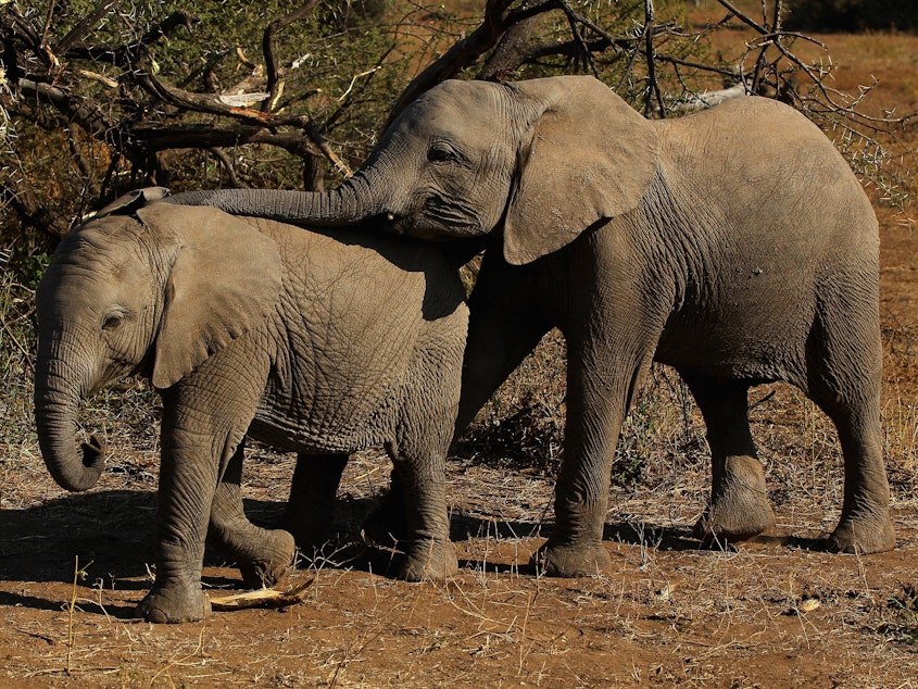 caption: Elephants eat foliage at Botswana's Mashatu game reserve in 2010.