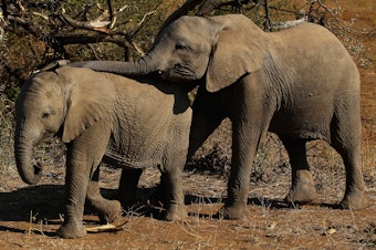caption: Elephants eat foliage at Botswana's Mashatu game reserve in 2010.