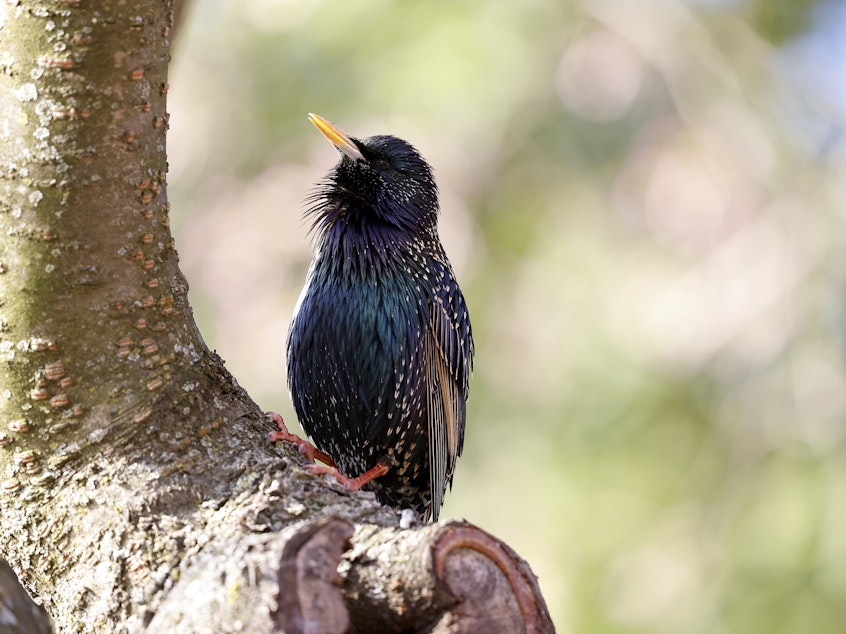 caption: A starling sits in the cherry tree blooms along the Tidal Basin in Washington, DC. Researchers say some starlings has seen an increase in bill size.