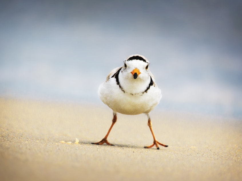 caption: A Piping Plover glares at Jones Beach, Long Island, NY. A couple of this endangered bird has reappeared in Chicago.