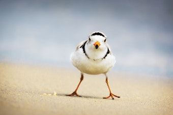 caption: A Piping Plover glares at Jones Beach, Long Island, NY. A couple of this endangered bird has reappeared in Chicago.