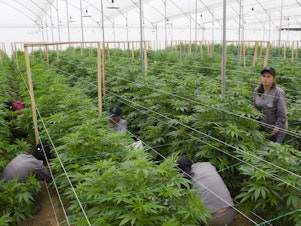 caption: Workers prune marijuana plants at a Clever Leaves greenhouse in Pesca, Colombia. The company employs over 450 people.