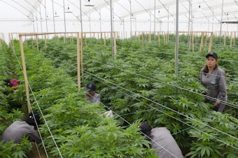 caption: Workers prune marijuana plants at a Clever Leaves greenhouse in Pesca, Colombia. The company employs over 450 people.