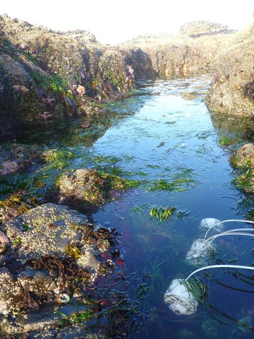caption: <p>Ocean acidification sensors in rock pools.<span style="color: #212124; font-family: 'Proxima Nova', 'helvetica neue', helvetica, arial, sans-serif; font-size: 14px; font-style: normal; font-variant-ligatures: normal; font-variant-caps: normal; font-weight: 400; letter-spacing: normal; orphans: 2; text-align: start; text-indent: 0px; text-transform: none; white-space: normal; widows: 2; word-spacing: 0px; -webkit-text-stroke-width: 0px; background-color: #f3f5f6; text-decoration-style: initial; text-decor