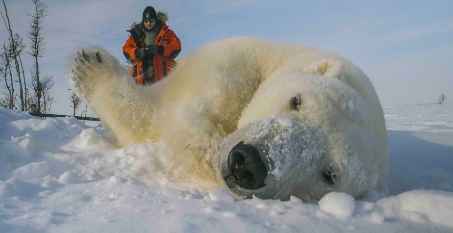 caption: Polar bear biologist Nick Lunn's assistant, David McGeachy, standing behind a female polar bear, found on the coast of Hudson Bay. She was safely drugged for the purpose of polar bear research in the subarctic.