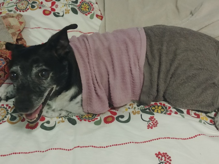 caption: Scrappy, a dog who lives in Burien, Washington, cools down with wet rags across his back on June 28, 2021, the hottest day on record in the Seattle area.