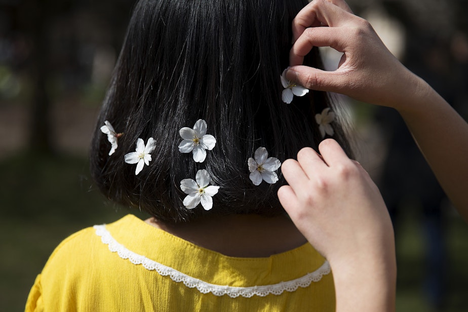 caption: Aleah Vo places cherry blossoms in Katherine Nguyen's hair before taking a photograph on Monday, March 19, 2018, on the University of Washington campus, in Seattle.