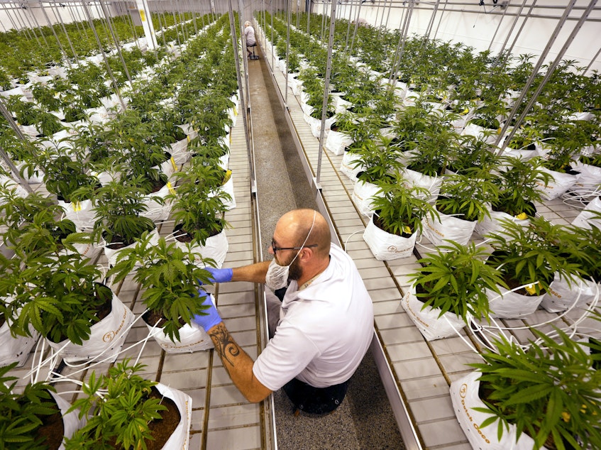 caption: Jeremy Baldwin tags young cannabis plants Oct. 31, 2022, at a marijuana farm operated by Greenlight in Grandview, Mo. Voters in North Dakota, South Dakota and Arkansas have rejected measures to legalize recreational pot, while those in Maryland and Missouri have approved legalization.
