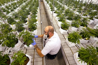 caption: Jeremy Baldwin tags young cannabis plants Oct. 31, 2022, at a marijuana farm operated by Greenlight in Grandview, Mo. Voters in North Dakota, South Dakota and Arkansas have rejected measures to legalize recreational pot, while those in Maryland and Missouri have approved legalization.