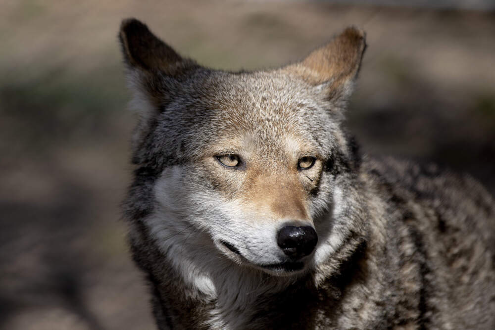 caption: Brave, a 7-year-old mother red wolf, walks through her enclosure at Roger Williams Park Zoo in Providence, R.I. (David Goldman/AP)