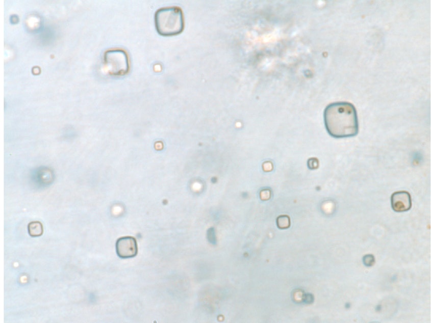 caption: The shapes in this salt crystal are consistent with what would be expected for microorganisms.