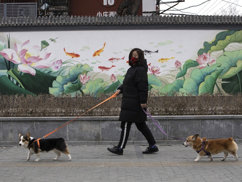 caption: A resident walks her dogs in Beijing. Municipal authorities in the city of Shangrao apologized and posted a statement online saying that workers who killed a dog while it's owner was away in quarantine had been fired.