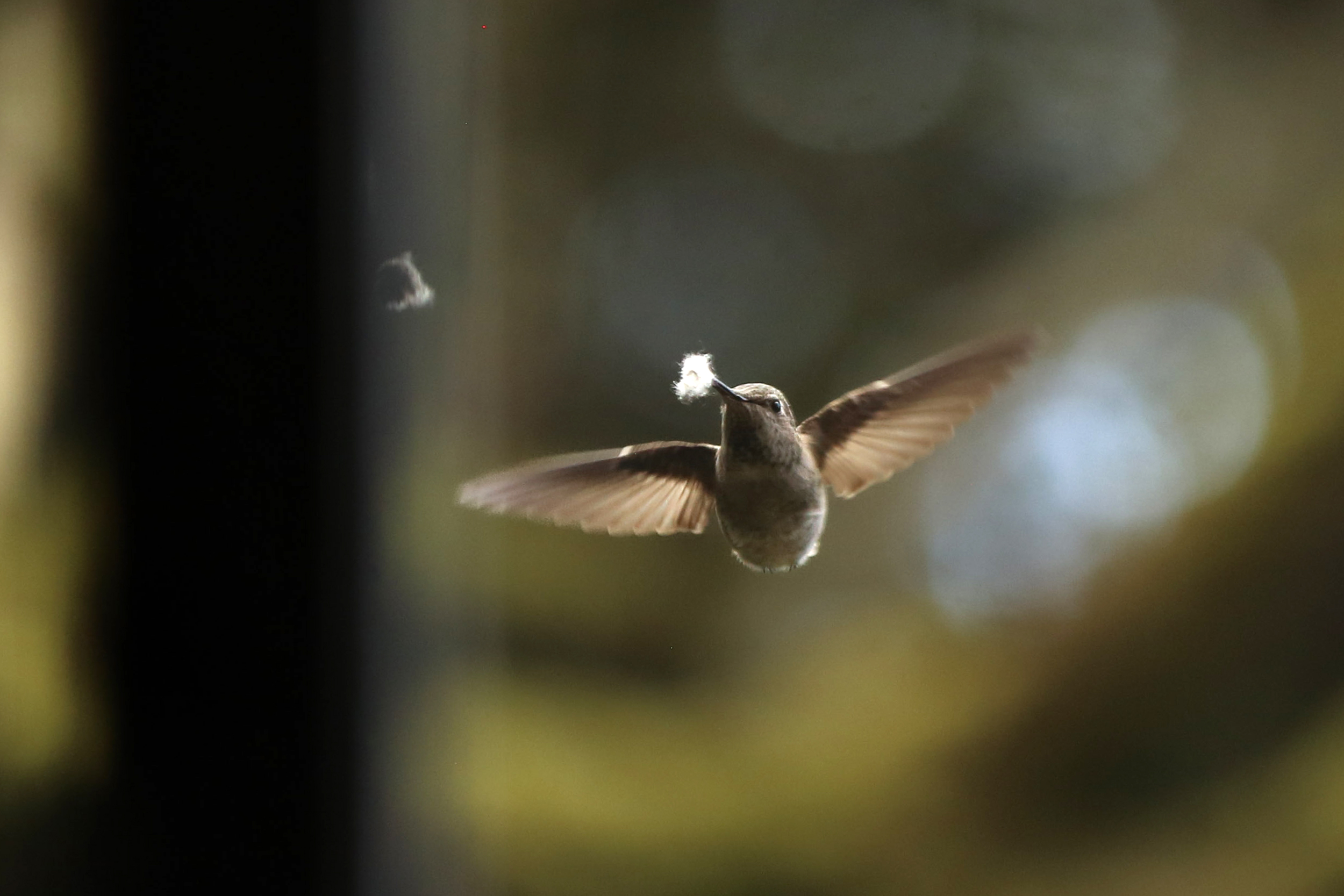 caption: A hummingbird collects plant fibers to create a nest in March.  