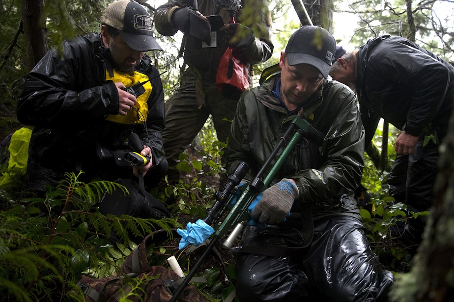 caption: Mike Sheldon, a wildlife technician with the Lower Elwha Klallam Tribe, prepares to use a dart gun to tranquilize Moses, a 6.5 or 7-year-old male cougar, on Wednesday, January 29, 2020, on the Olympic Peninsula.