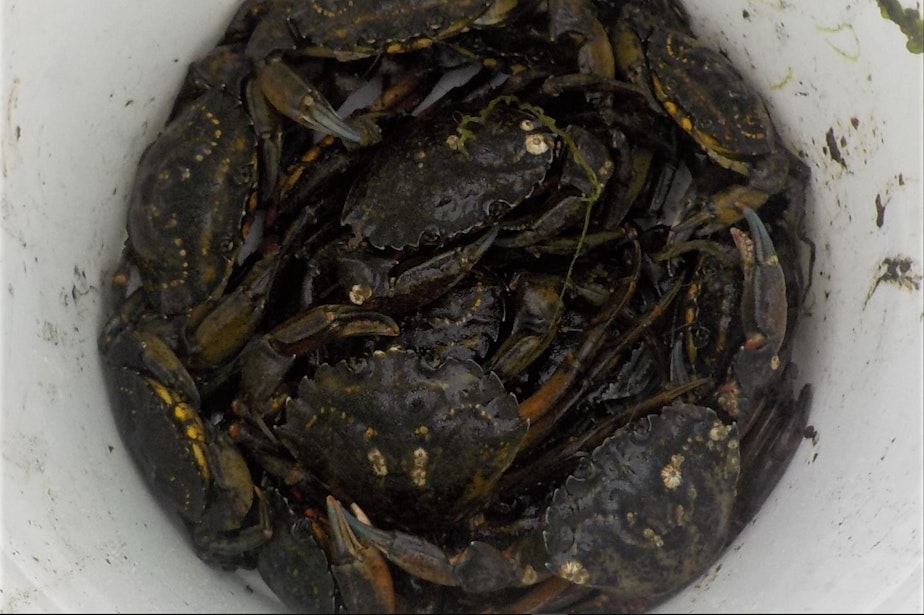 caption: 20 green crabs, the contents of a single trap, emptied into a 5-gallon bucket along the Tsoo-Yess River on the Makah reservation in July 2020. 