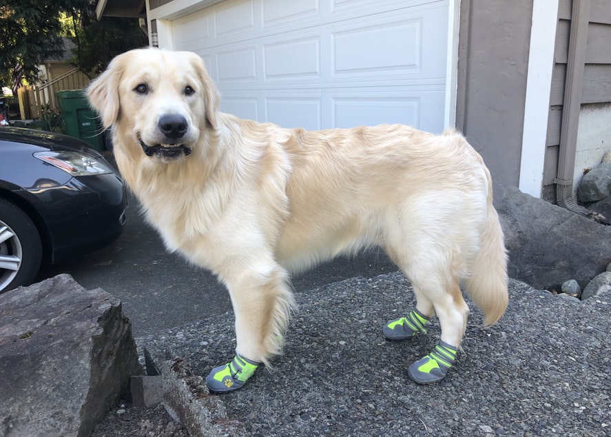 caption: Arlo and his new booties