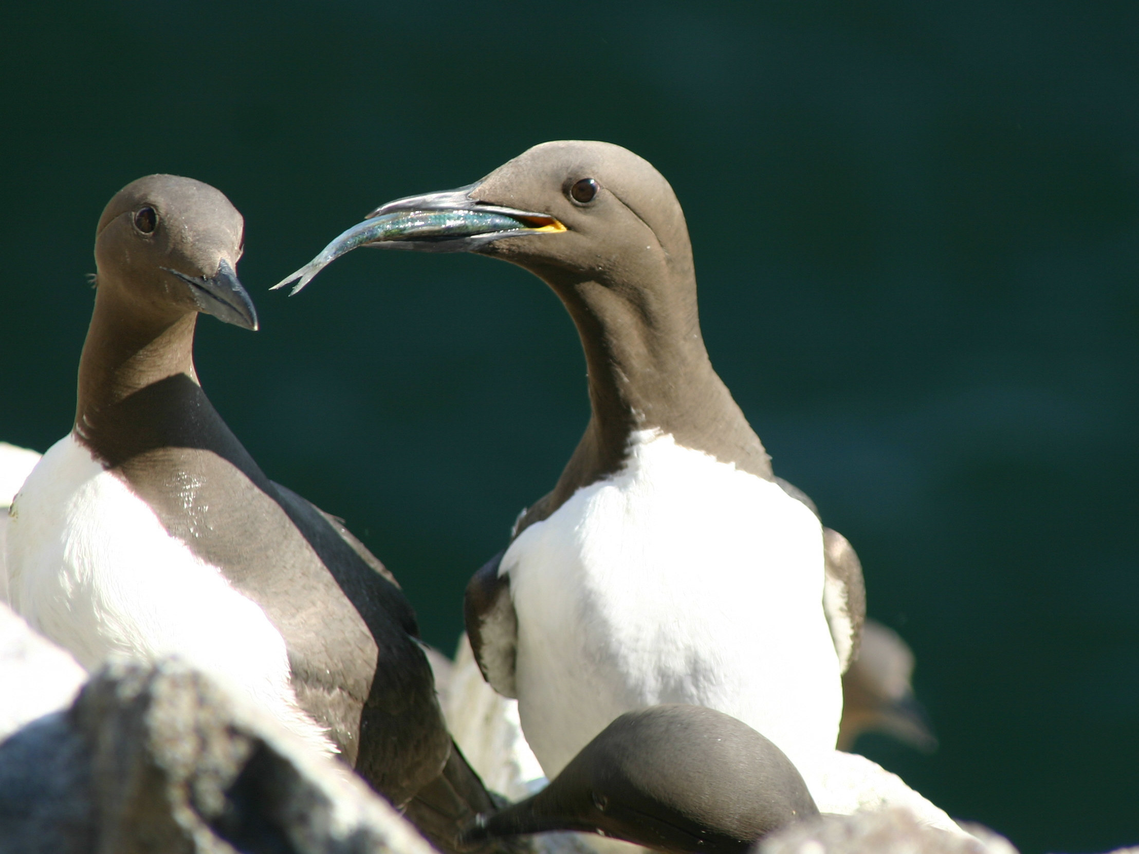 caption: A common guillemot (<em>Uria aalge</em>) brings a sprat to feed to its chick. The laying dates of this species were followed for 19 consecutive years on the Isle of May, off the coast of southeast Scotland. According to a new paper in <em>Nature Communications, </em>many birds are adapting to climate change — but probably not fast enough.