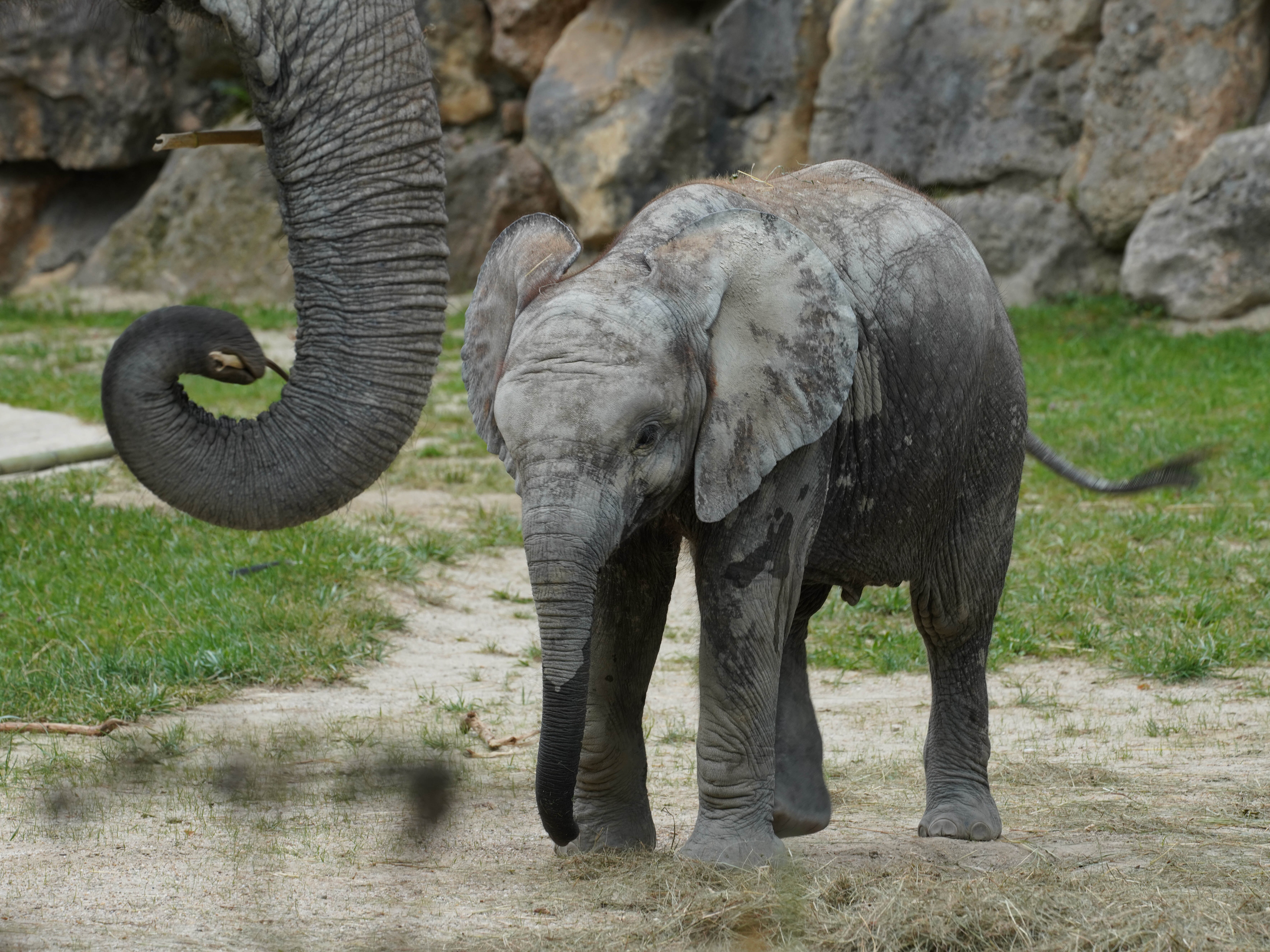 caption: New research looks into how the wrinkles on an elephant's trunk helps it feed.
