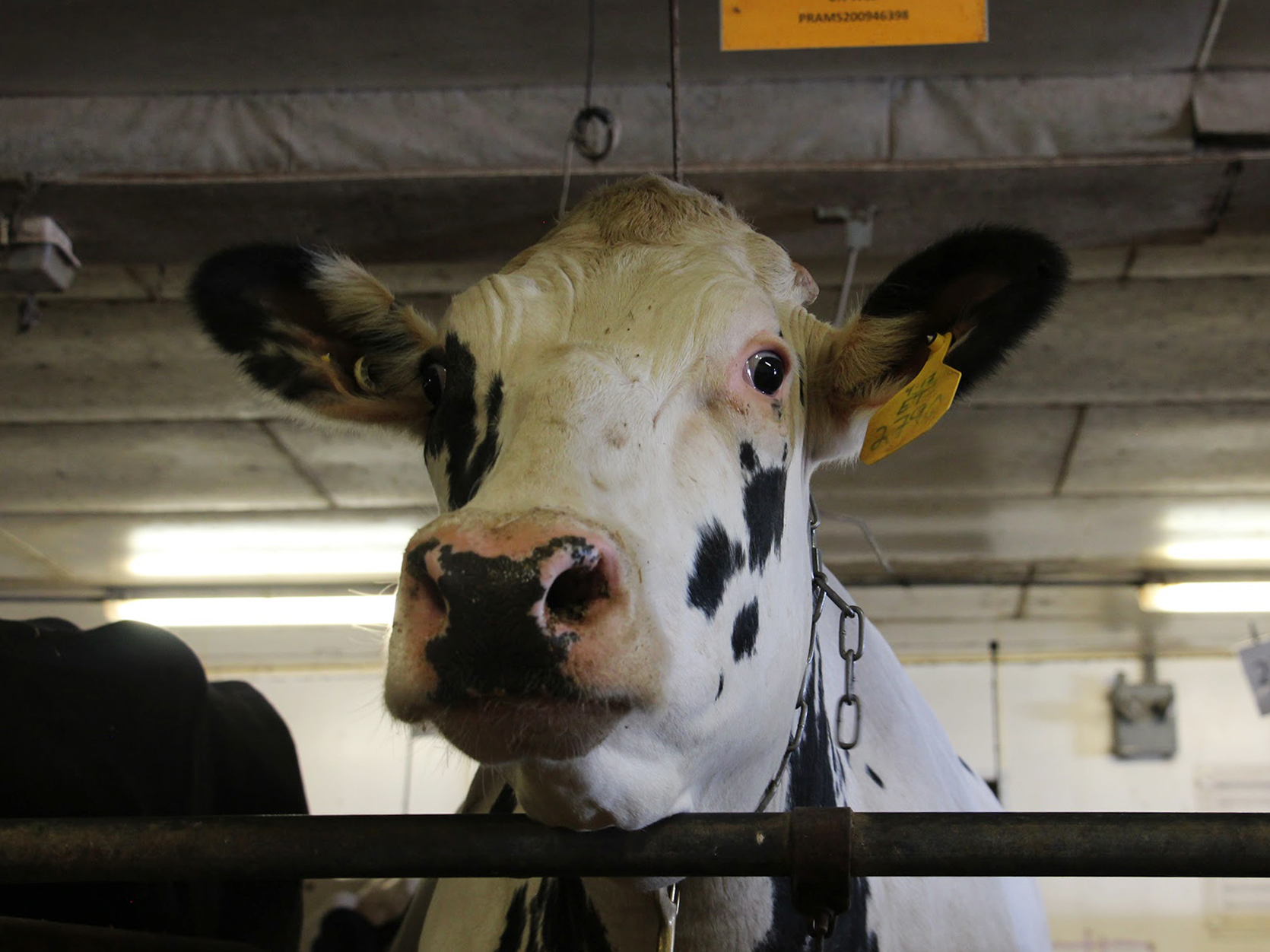 caption: Unlike most dairy cows in America, which are descended from just two bulls, this cow at Penn State has a different ancestor: She is the daughter of a bull that lived in the 1960s called University of Minnesota Cuthbert. The bull's frozen semen was preserved by the U.S. Department of Agriculture.