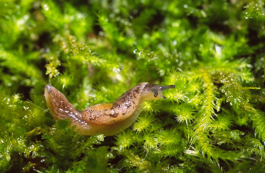 caption: A Burrington jumping slug in a patch of moss on Vancouver Island