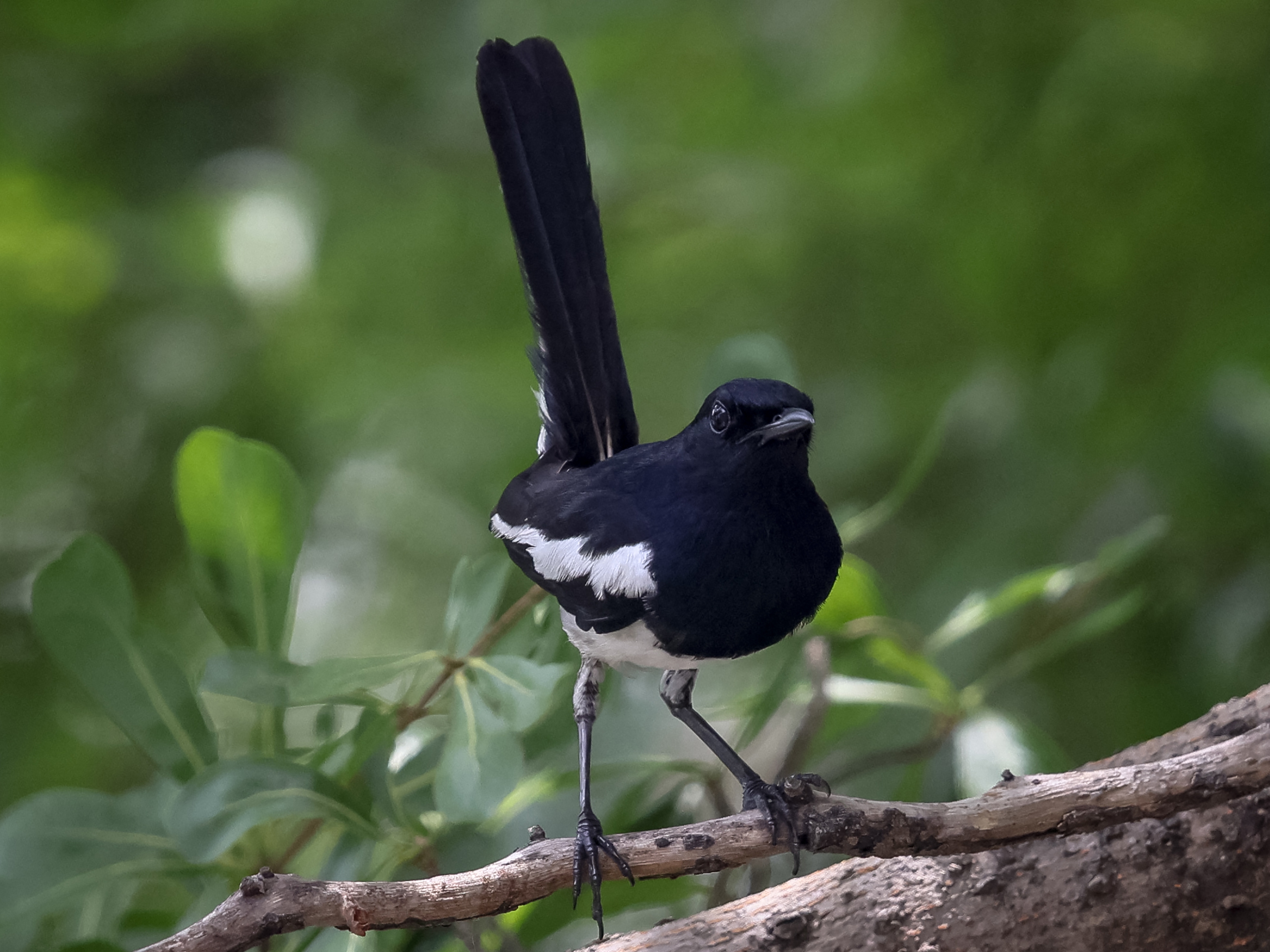 caption: An oriental magpie-robin perches on a tree branch in Bangkok in 2022. The bird was among the species that researchers studied in a rainforest in India.