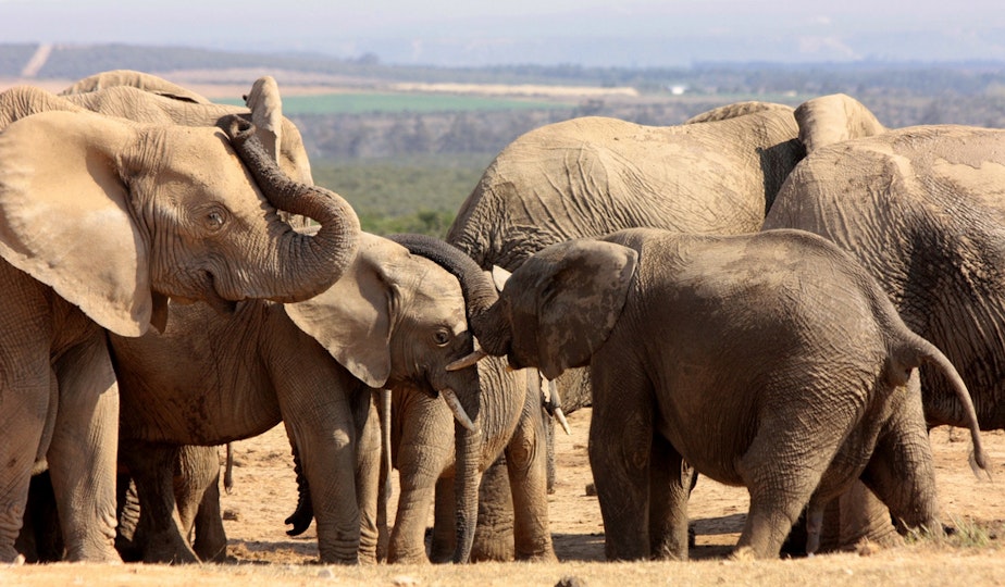 caption: Elephants at Addo Elephant Park in the Eastern Cape, South Africa.