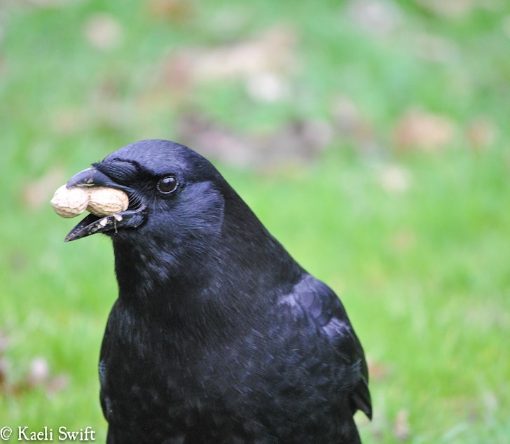 caption: A crow eats a peanut.