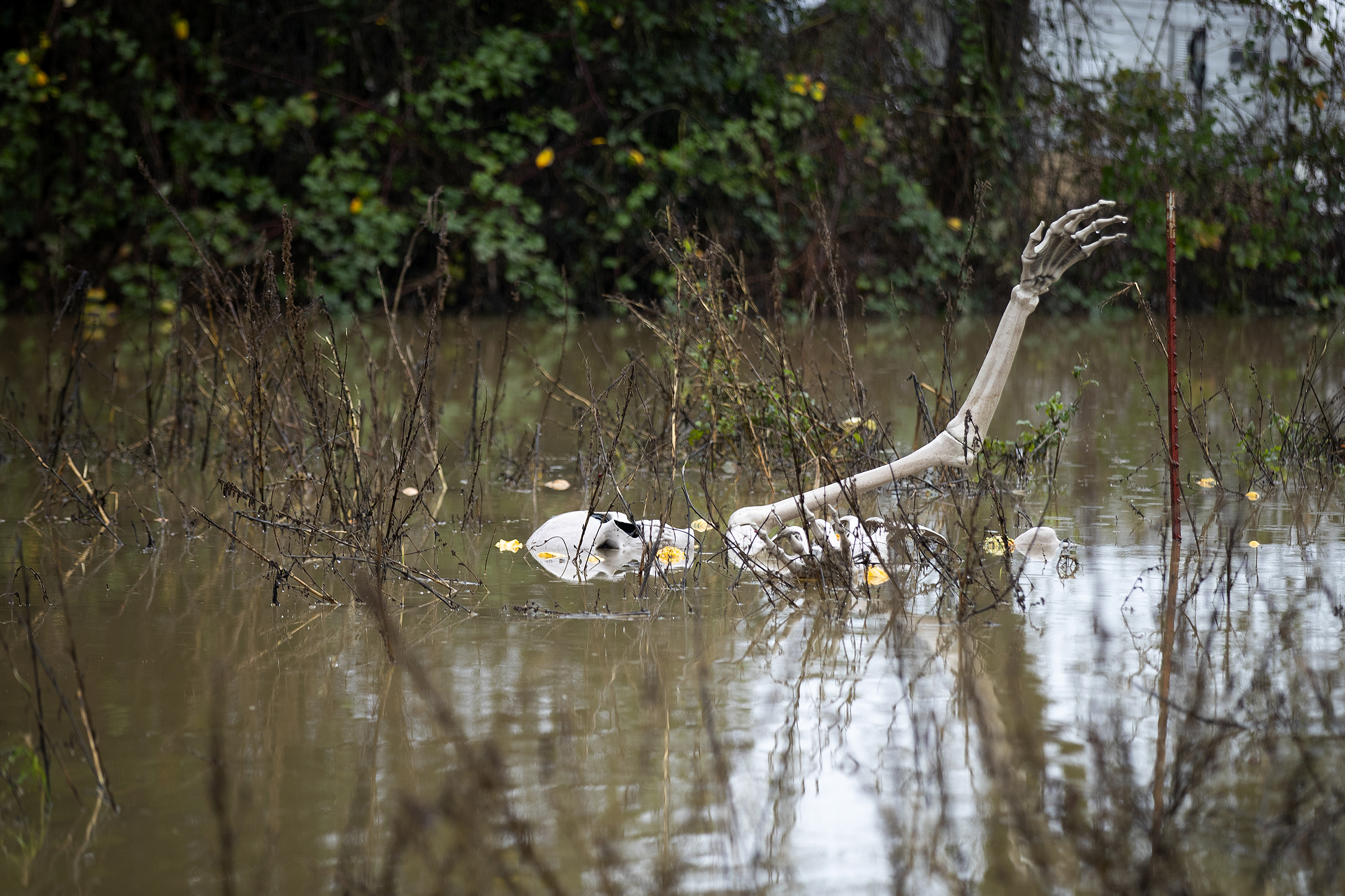 caption: A skeleton is shown in a flooded pumpkin patch on Thursday, December 18, 2025, at Whistling Train Farm near the Green River in Kent. 