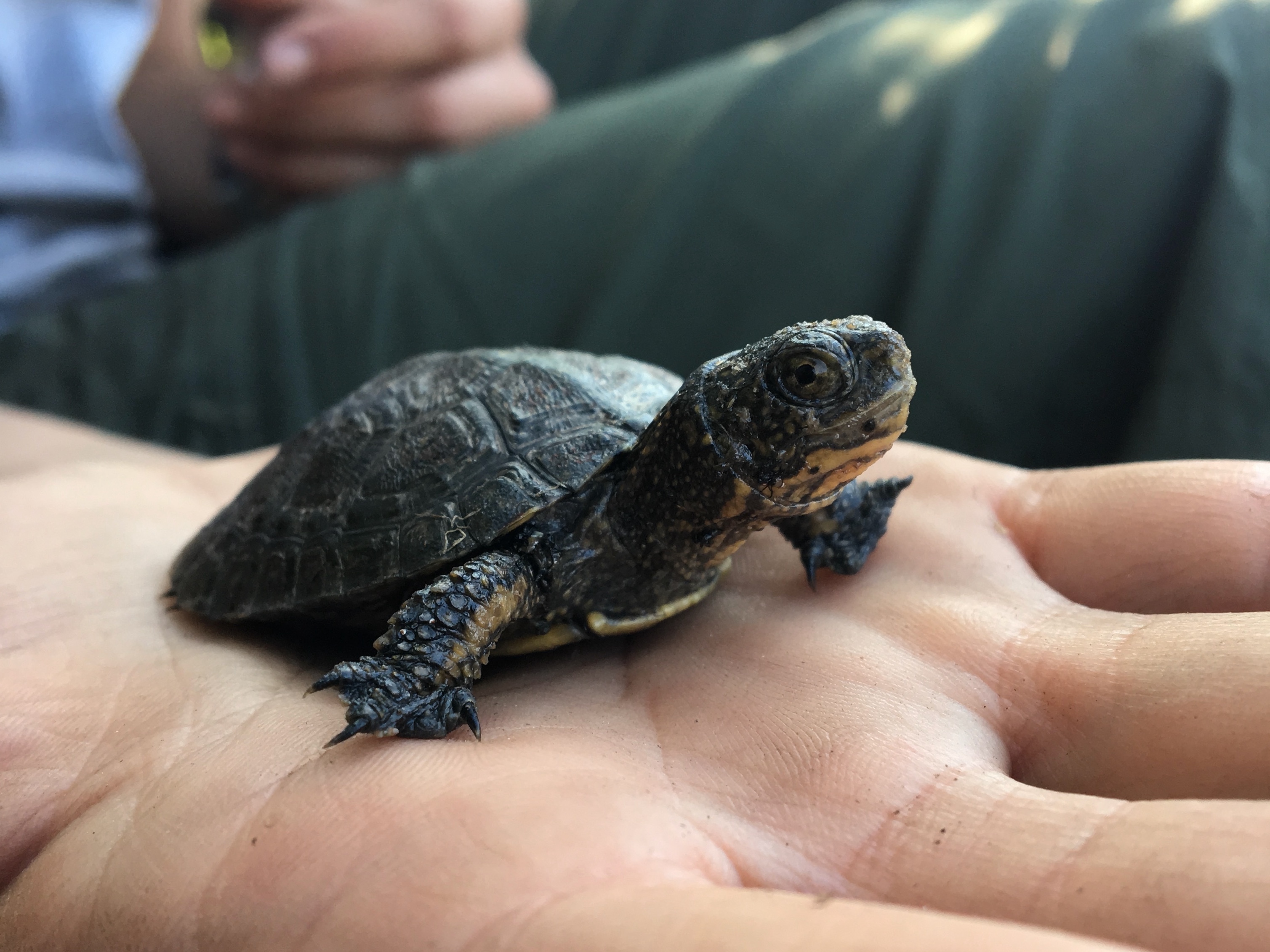 caption: The Northwestern pond turtle is California's only native freshwater pond turtle species.