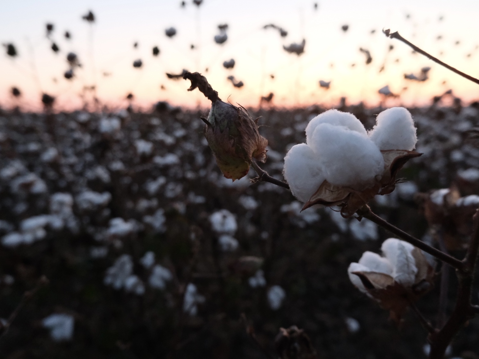 caption: A cotton field in north Louisiana.