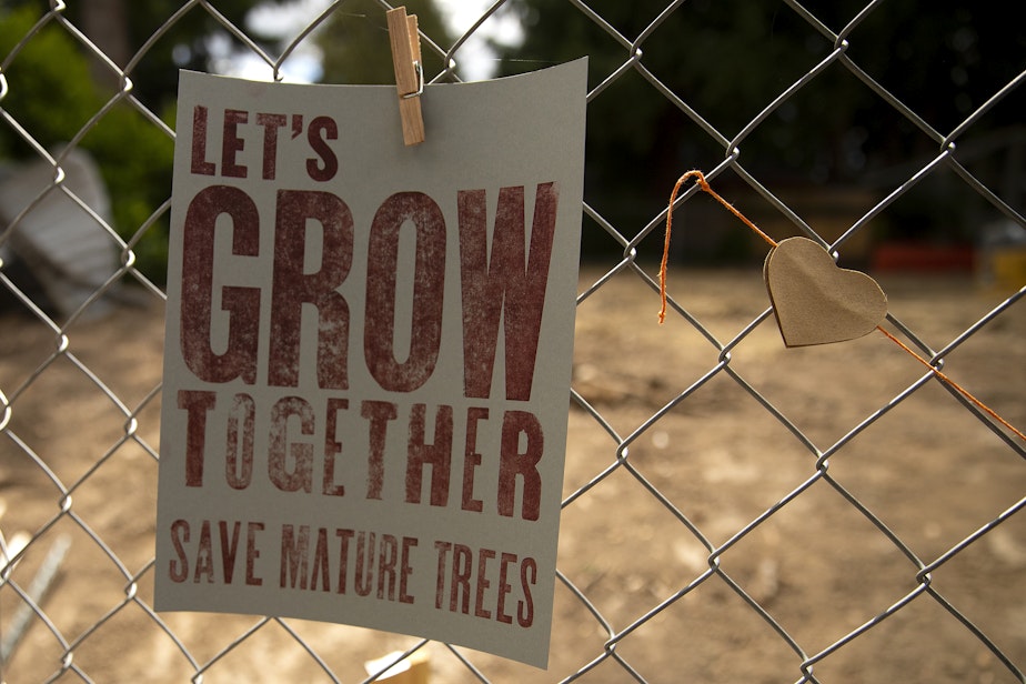 caption: Neighbors have attached signs to a fence surrounding a roughly 200-year-old cedar tree that was slated to be cut down for a development project, on Monday, July 17, 2023, in the Wedgwood neighborhood of Seattle. 