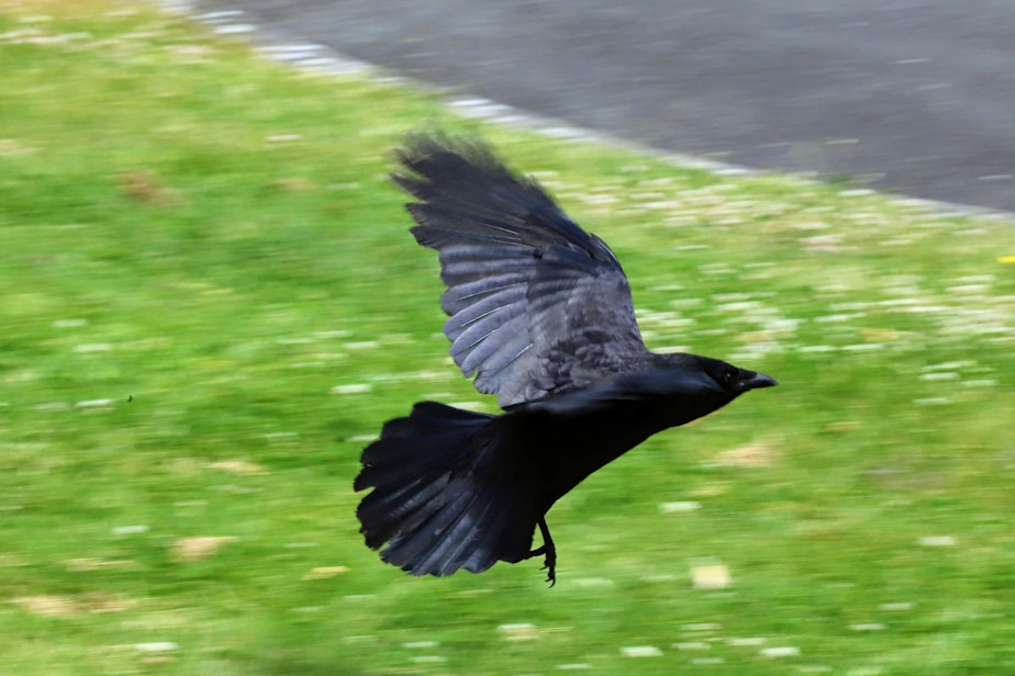 caption: A crow flying near Seward park in Seattle.