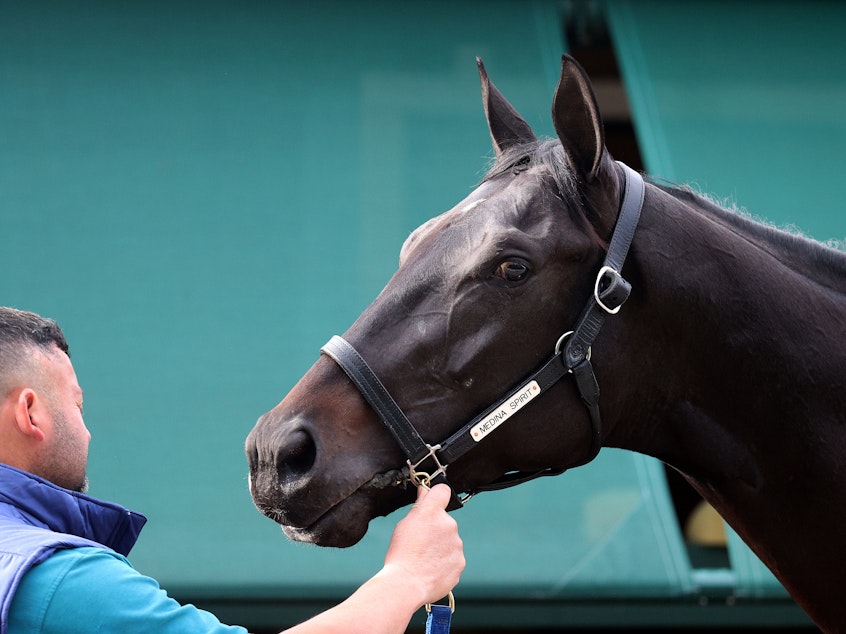 caption: Kentucky Derby winner and Preakness entrant Medina Spirit is bathed ahead of the Preakness Stakes on May 12, 2021 in Baltimore, Maryland.