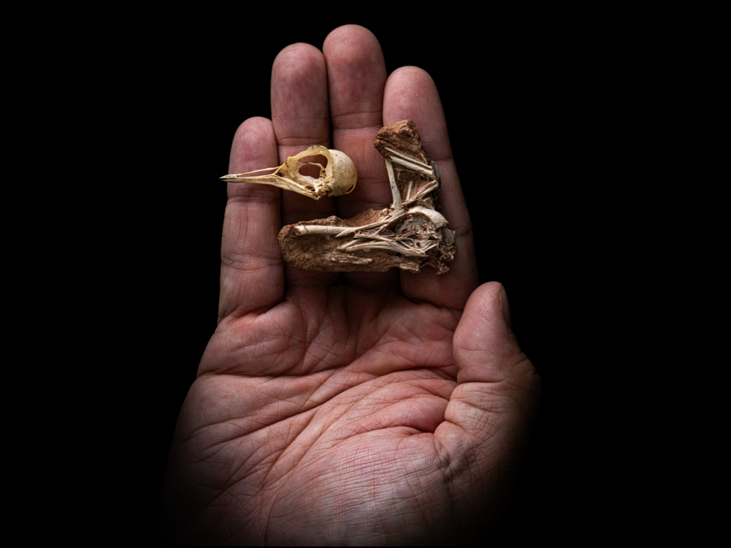 caption: <em>Navaornis</em> in hand.