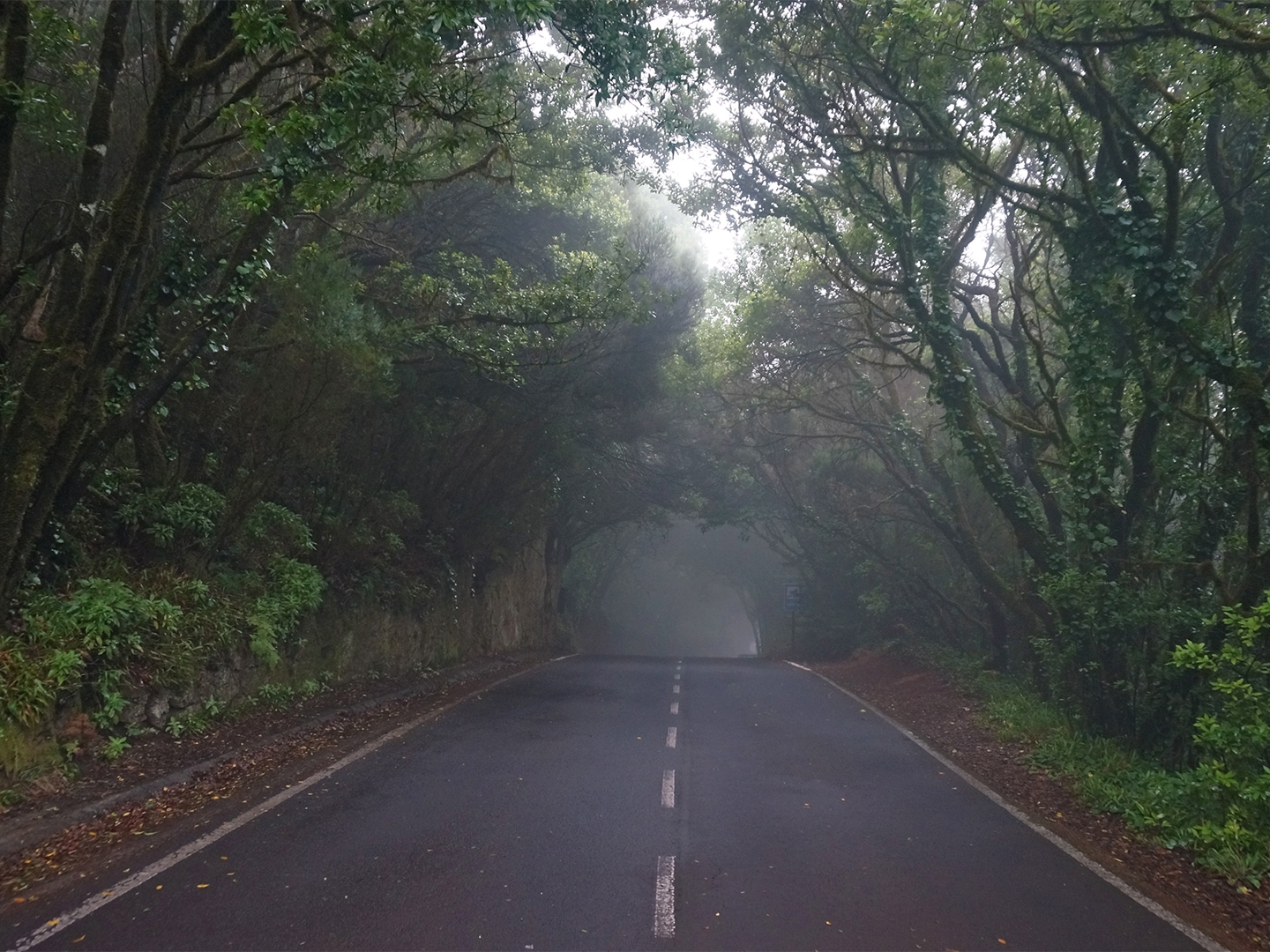 caption: Foggy forest road. Misty background with trees and bushes. Mystical woods. Concept of travel and the unknown future.