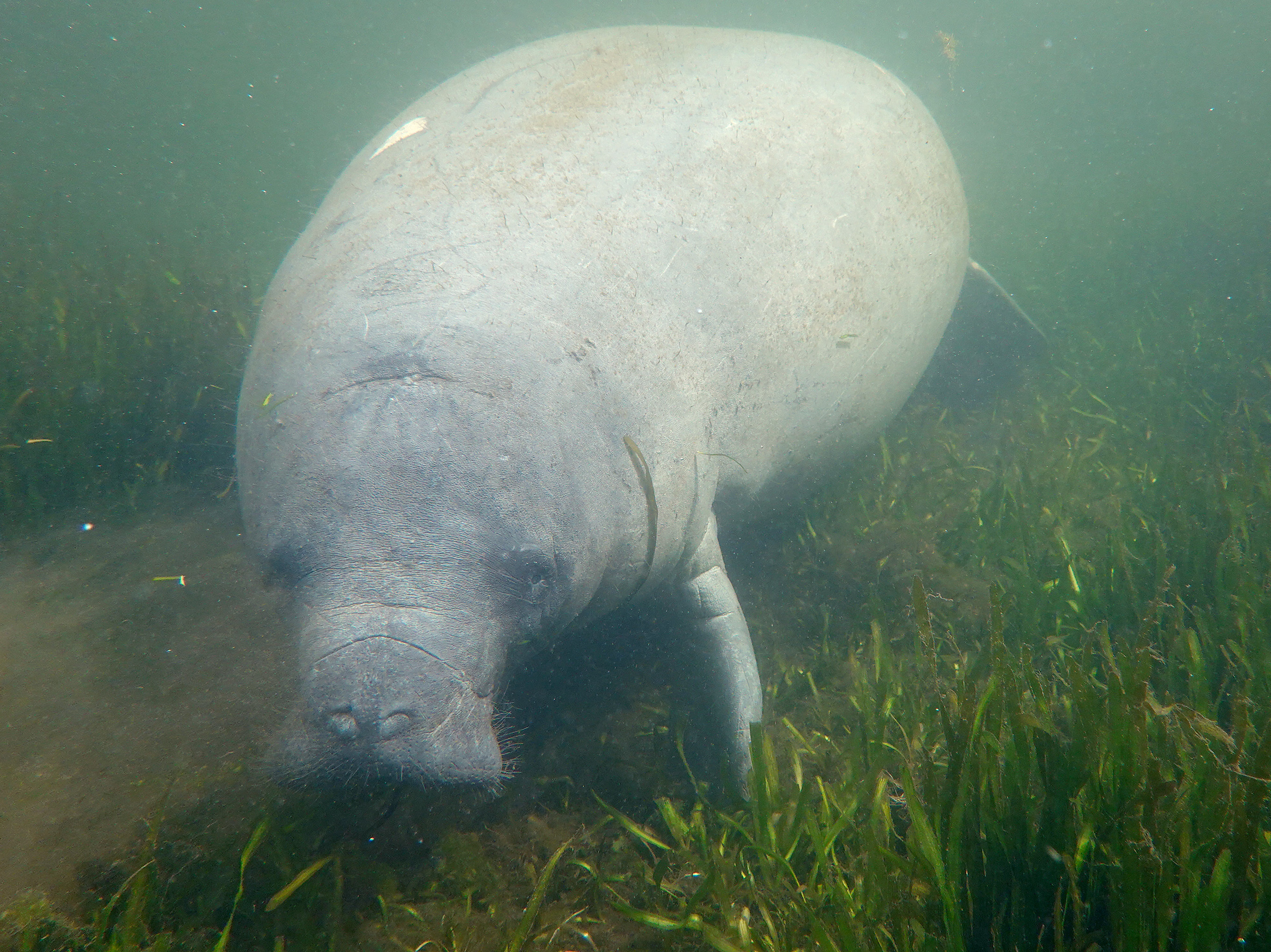 caption: A manatee swims amid seagrass in the Homosassa River on Oct. 5 in Homosassa, Fla. Conservationists are planting seagrass in the area to help restore the natural habitat for manatees and provide a feeding ground for the mammals, following a record year in manatee deaths in Florida. The deaths were primarily from starvation due to the loss of seagrass beds.