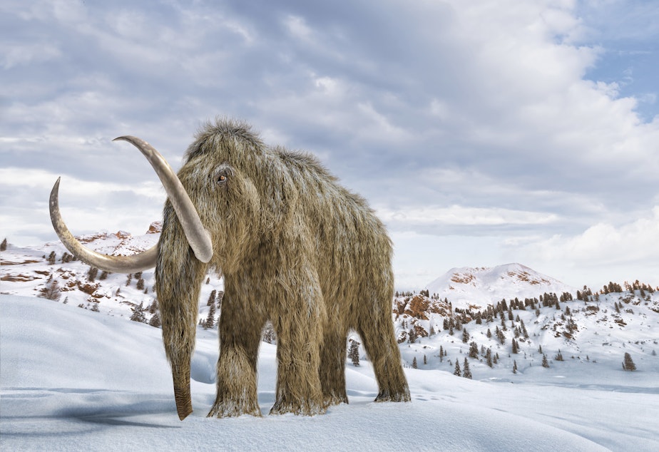 caption: An artist's impression of a woolly mammoth in a snow-covered environment.