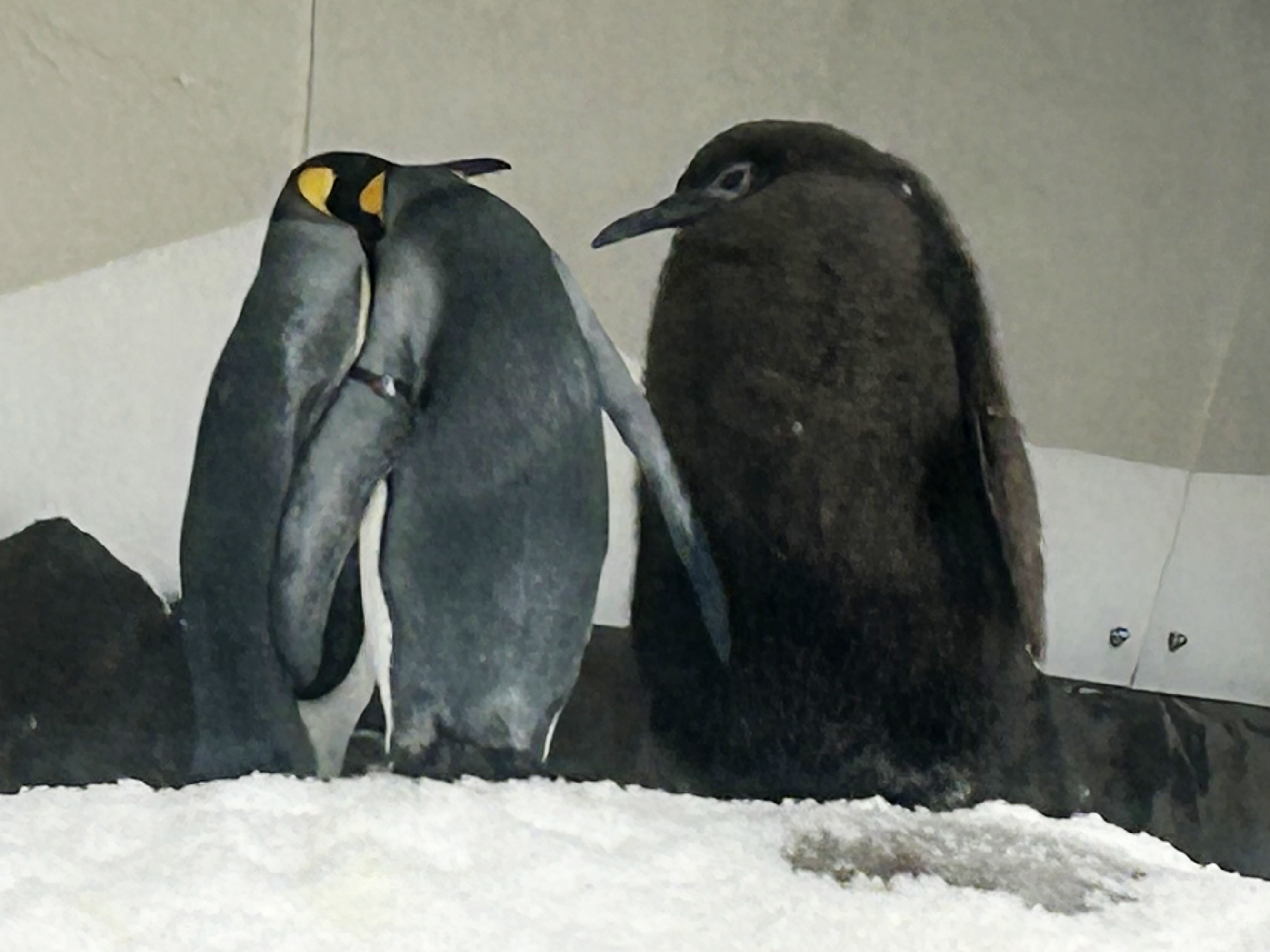 caption: Pesto the king penguin chick, right, mingles in his enclosure at Sea Life Melbourne Aquarium on Friday.