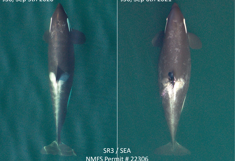 caption: Comparison photos captured by research nonprofit SR3 showed endangered Pacific Northwest orca J36 is pregnant.