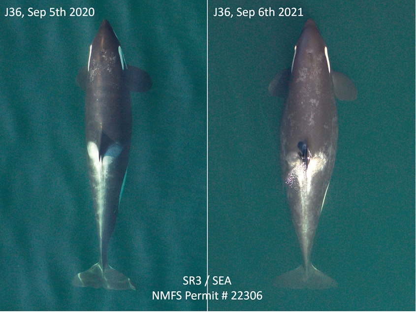 caption: Comparison photos captured by research nonprofit SR3 showed endangered Pacific Northwest orca J36 is pregnant.