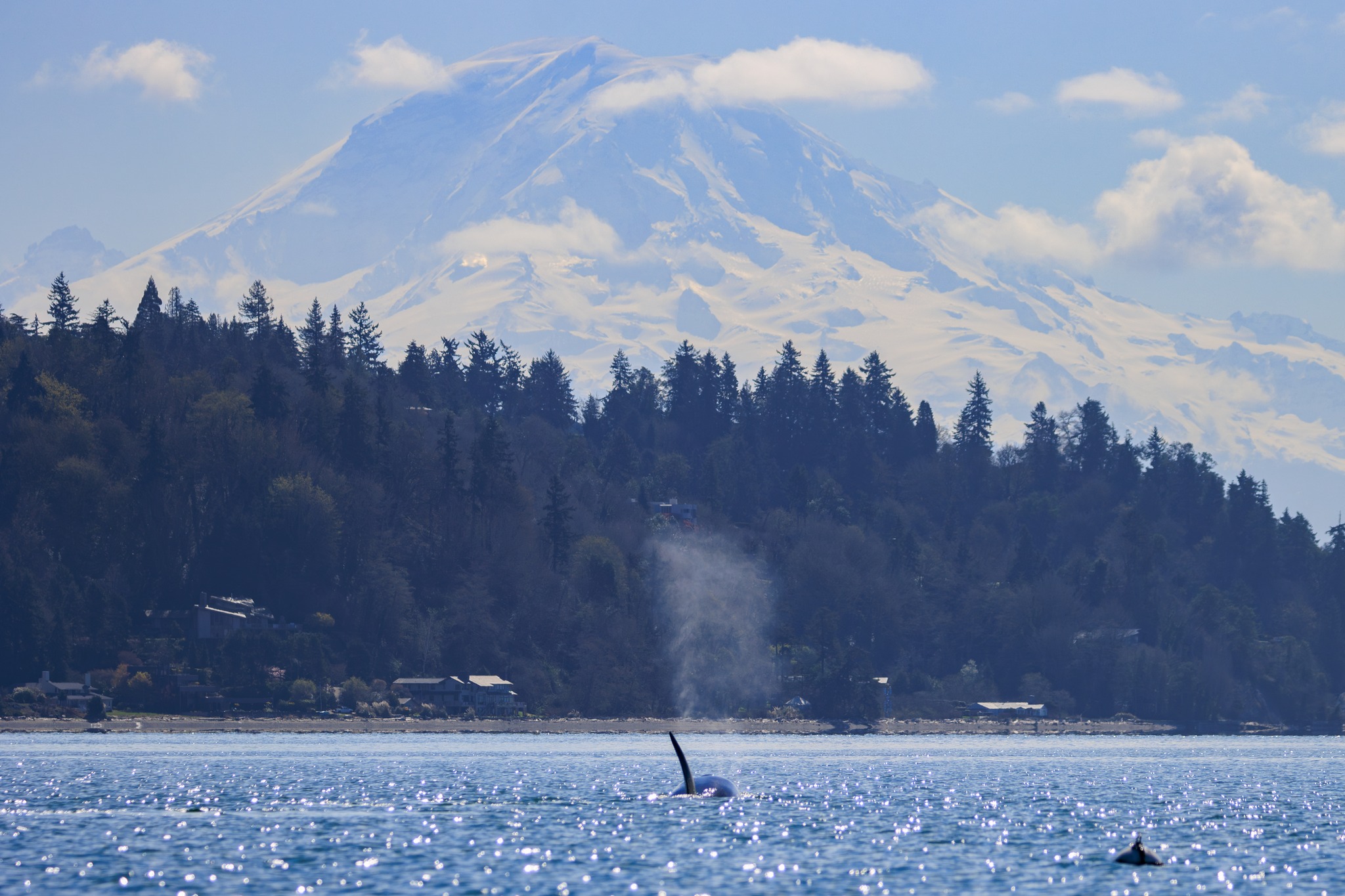caption: Mount Rainier looms above the South King County shoreline and the spray of a transient orca of unknown origin on March 26, 2026.