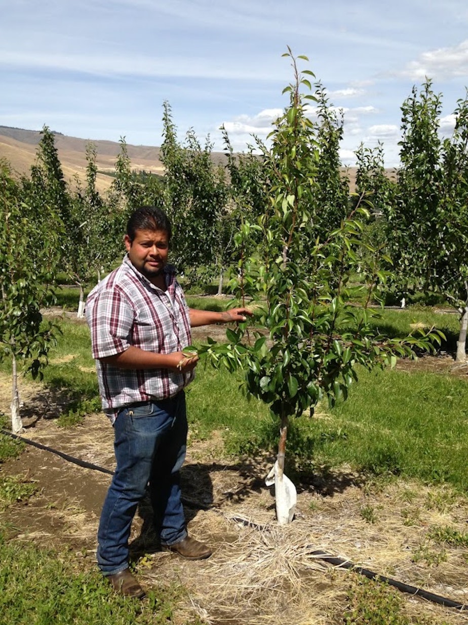 caption: Erik Zavala, director of field staff at Blue Bird, a growers co-op in Wenatchee, Washington, shows off a young cherry tree in 2022.