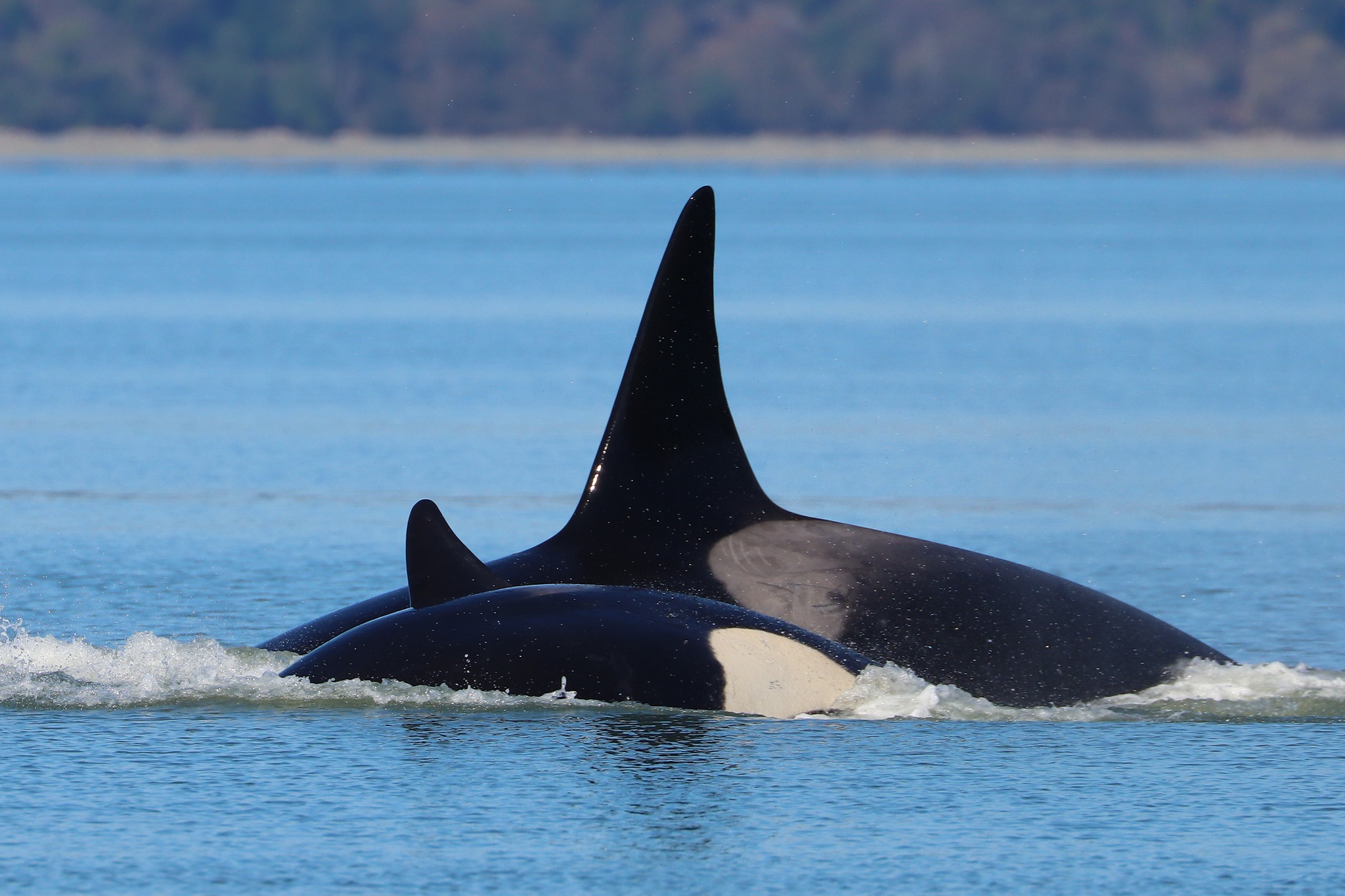 caption: Cookie-cutter shark scars mark the gray saddle patch of a transient orca as it surfaces in Puget Sound on March 26, 2026.