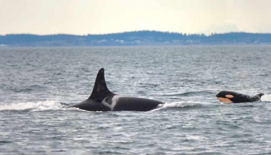 caption: Newborn orca L124, swimming with 90-year-old L25, the oldest member of L Pod, off Vancouver Island on Friday, Jan. 11. 