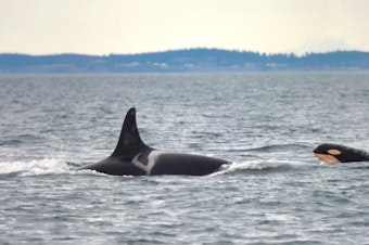 caption: Newborn orca L124, swimming with 90-year-old L25, the oldest member of L Pod, off Vancouver Island on Friday, Jan. 11. 